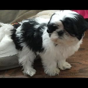 Meet your Posher, Ana